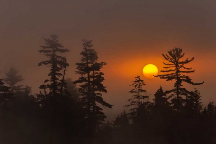 Picture of NY, ADIRONDACK MTS FOREST SILHOUETTE AT SUNSET