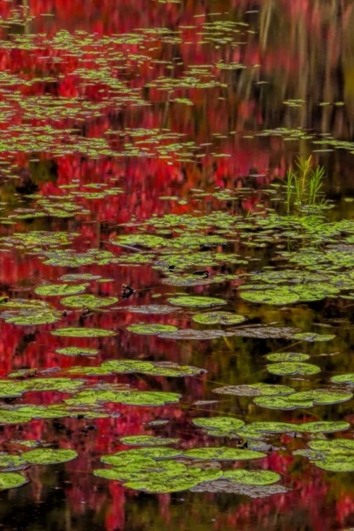 Picture of NY, ADIRONDACKS LILY PADS AND FALL REFLECTIONS