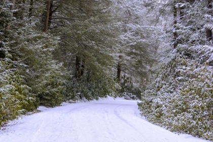 Picture of WV, BLACKWATER FALLS SNOWY ROAD THROUGH FOREST