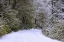 Picture of WV, BLACKWATER FALLS SNOWY ROAD THROUGH FOREST