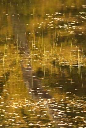 Picture of NY, ADIRONDACK PARK FALL REFLECTIONS ON A POND