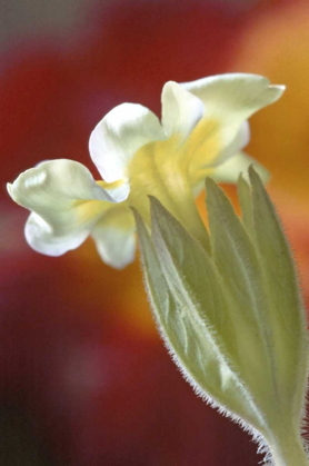 Picture of PA, PHILADELPHIA PRIMROSE AT THE NATURE CENTER