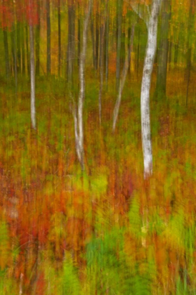 Picture of NEW YORK, INLET ABSTRACT OF AUTUMN FOREST SCENE