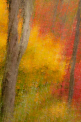 Picture of NEW YORK, INLET ABSTRACT OF AUTUMN FOREST SCENE