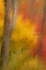 Picture of NEW YORK, INLET ABSTRACT OF AUTUMN FOREST SCENE