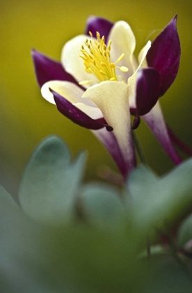 Picture of PA, PHILADELPHIA COLUMBINE AT THE NATURE CENTER