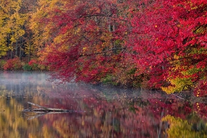 Picture of PA, HIDDEN LAKE TREES IN AUTUMN REFLECT IN LAKE