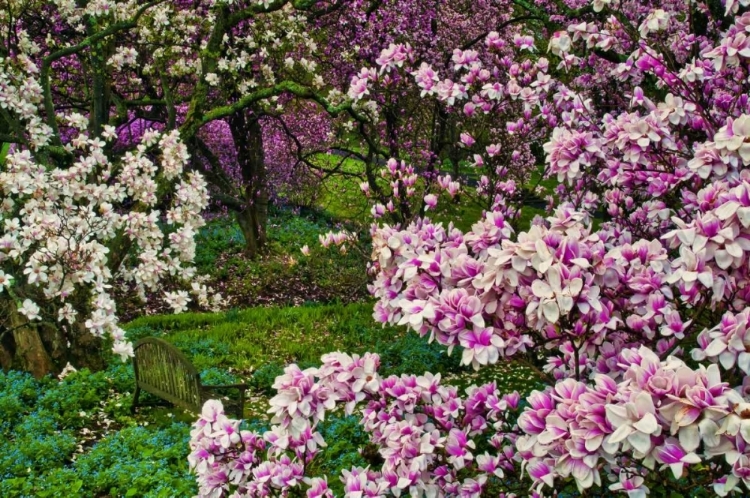 Picture of DELAWARE, WILMINGTON FLOWER AND TREES IN GARDEN