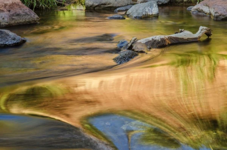 Picture of USA, ARIZONA, SEDONA AUTUMN REFLECTIONS ON WATER