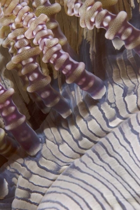 Picture of INDONESIA, RINGED TENTACLES OF AN ANEMONE