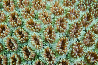 Picture of INDONESIA, KOMODO NP CLOSE-UP OF ANEMONES