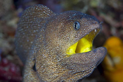 Picture of INDONESIA, RETA ISLAND A MORAY EELS HEAD