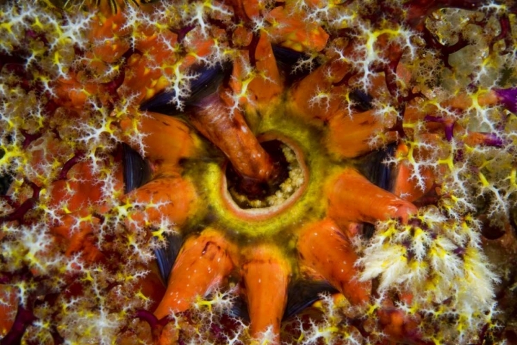 Picture of INDONESIA, KOMODO NP SEA CUCUMBER FEEDING