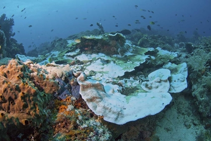 Picture of INDONESIA, PAPUA, RAJA AMPAT DAMAGED REEF