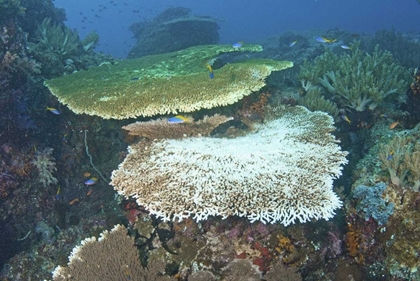 Picture of INDONESIA, PAPUA, RAJA AMPAT DAMAGED REEF