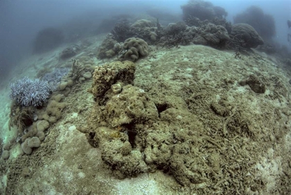 Picture of INDONESIA, PAPUA, RAJA AMPAT DAMAGED REEF