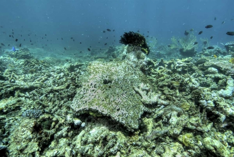 Picture of INDONESIA, PAPUA, RAJA AMPAT DAMAGED REEF