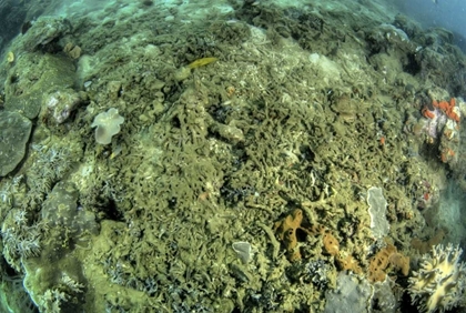 Picture of INDONESIA, PAPUA, RAJA AMPAT DAMAGED REEF