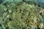 Picture of INDONESIA, PAPUA, RAJA AMPAT DAMAGED REEF