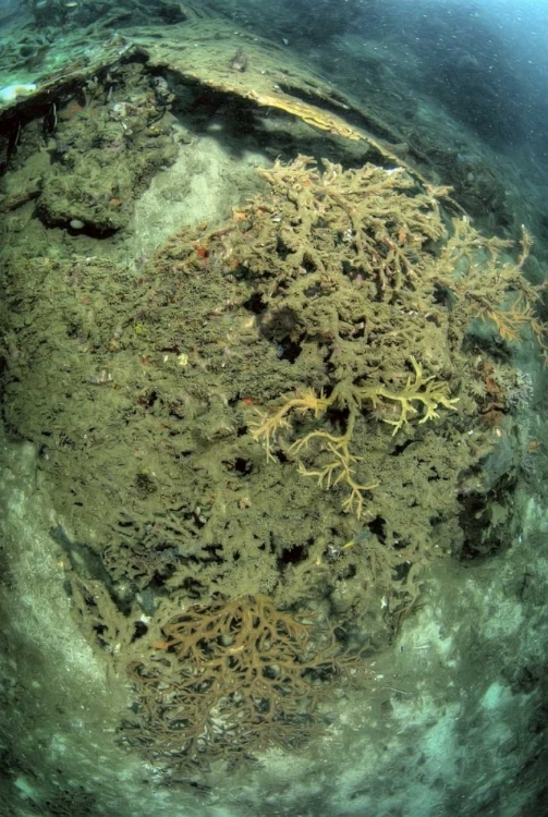 Picture of INDONESIA, PAPUA, RAJA AMPAT DAMAGED REEF