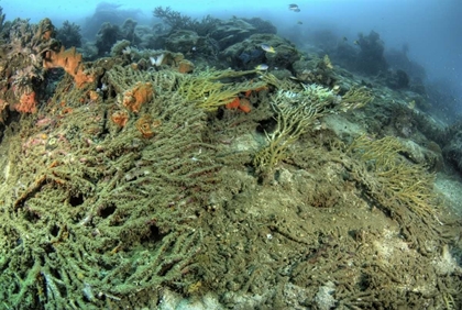 Picture of INDONESIA, PAPUA, RAJA AMPAT DAMAGED REEF