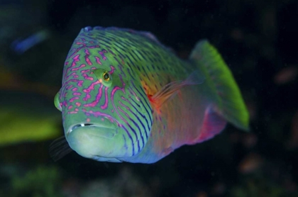 Picture of INDONESIA, KOMODO NP COLORFUL WRASSE FISH