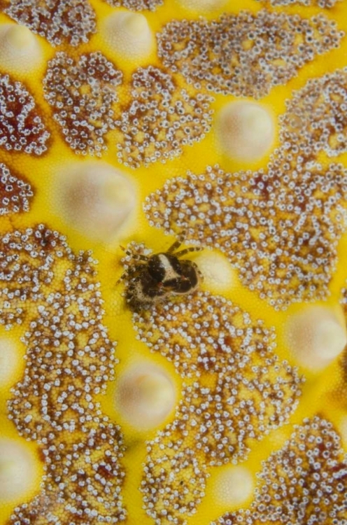 Picture of INDONESIA, LEMBEH STRAIT CRAB ON SEA STAR