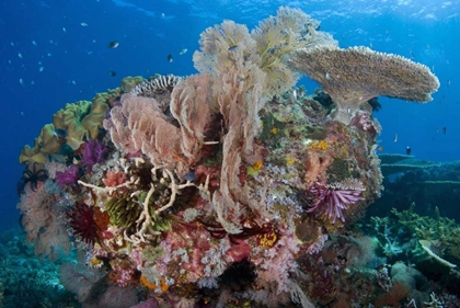 Picture of INDONESIA, KOMODO NP PROTECTED CORAL REEF