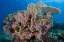 Picture of INDONESIA, KOMODO NP PROTECTED CORAL REEF
