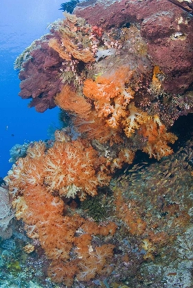 Picture of INDONESIA, KOMODO NP PROTECTED CORAL REEF