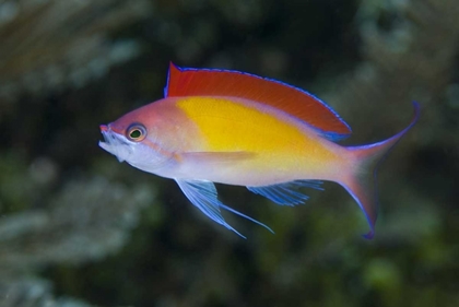 Picture of INDONESIA, PAPUA, RAJA AMPAT ANTHIAS FISH