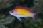 Picture of INDONESIA, PAPUA, RAJA AMPAT ANTHIAS FISH