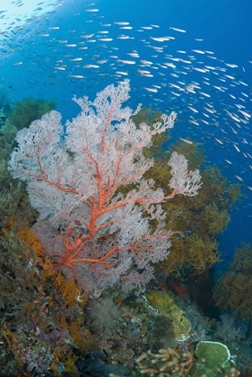 Picture of FISH AND CORAL REEF, RAJA AMPAT, INDONESIA