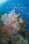 Picture of FISH AND CORAL REEF, RAJA AMPAT, INDONESIA