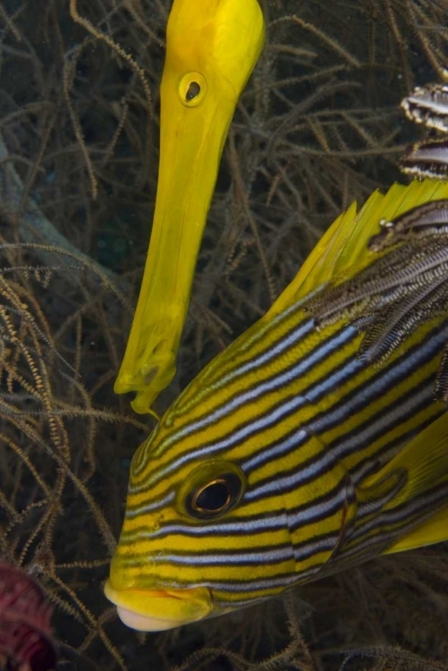 Picture of INDONESIA A TRUMPETFISH AND SWEETLIP FISH