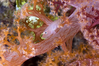 Picture of GOBY FISH IN SOFT CORALS, PAPUA, INDONESIA