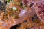 Picture of GOBY FISH IN SOFT CORALS, PAPUA, INDONESIA