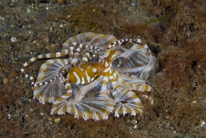 Picture of INDONESIA, PANTAR ISLAND LONG-ARM OCTOPUS