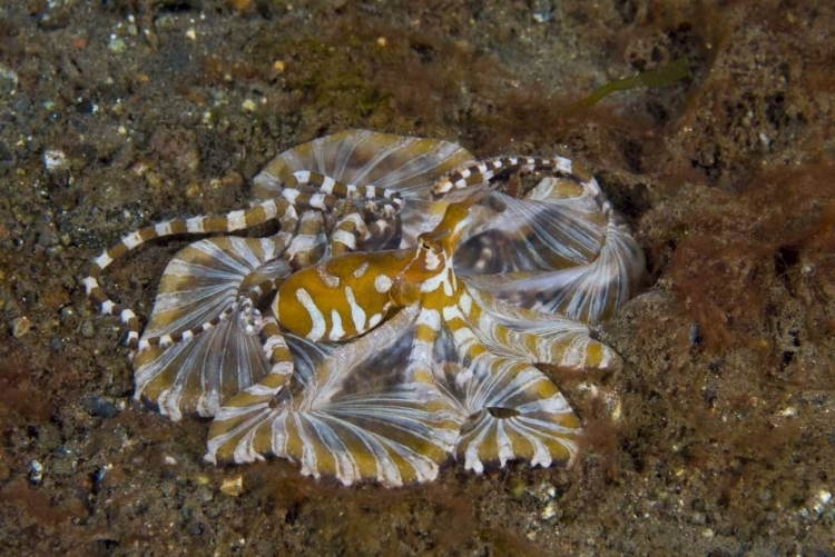 Picture of INDONESIA, PANTAR ISLAND LONG-ARM OCTOPUS