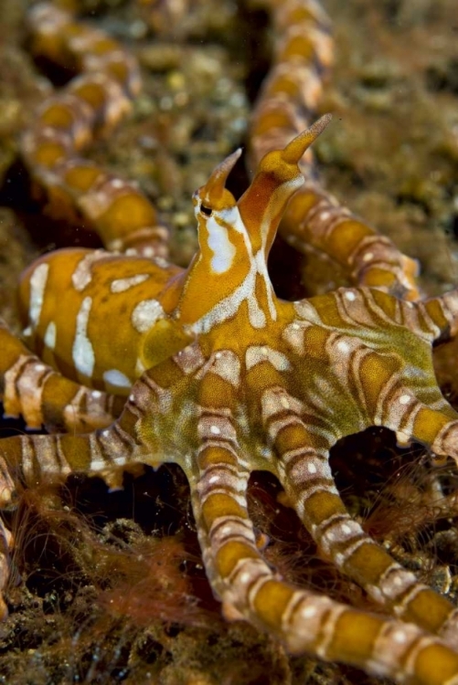 Picture of INDONESIA, PANTAR ISLAND LONG-ARM OCTOPUS