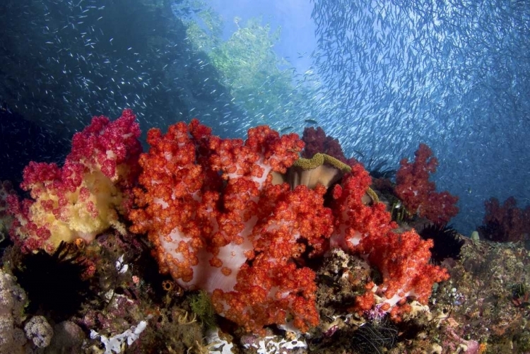 Picture of BAITFISH SWIM PAST CORAL, PAPUA, INDONESIA