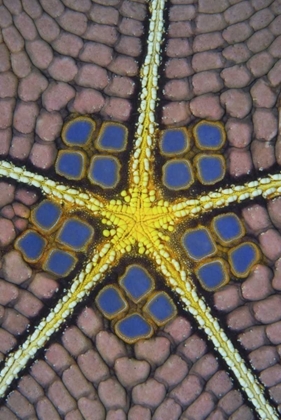 Picture of INDONESIA, SULAWESI ISL PENTAGON SEA STAR