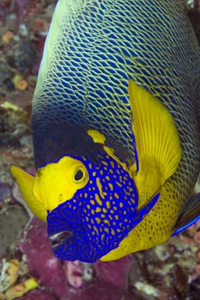 Picture of DETAIL OF ANGELFISH, IRIAN JAYA, INDONESIA