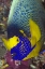 Picture of DETAIL OF ANGELFISH, IRIAN JAYA, INDONESIA