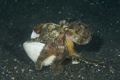 Picture of INDONESIA A MARGINATED OCTOPUS WITH SHELL