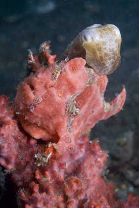 Picture of INDONESIA A PYGMY CUTTLEFISH AND FROGFISH