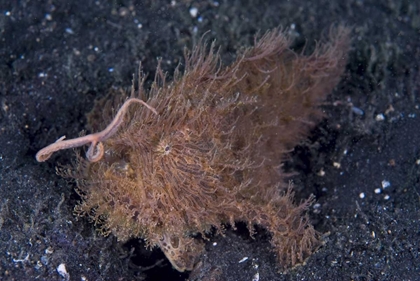 Picture of INDONESIA, A HAIRY FROGFISH USING ITS LURE