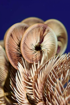 Picture of FEATHER STAR CRINOID, RAJA AMPAT, INDONESIA