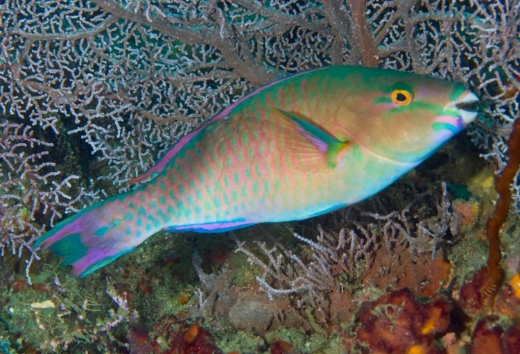 Picture of INDONESIA, RAJA AMPAT CHAMELEON PARROTFISH