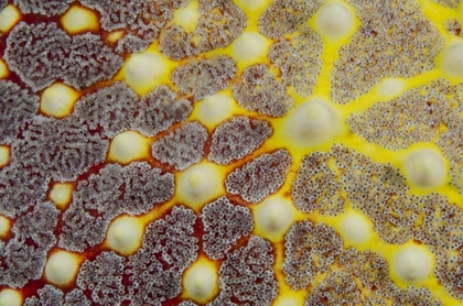 Picture of INDONESIA, LEMBEH STRAIT SEA STAR PATTERNS